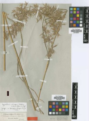 Andropogon schimperi Hochst. ex A.Rich. [syntype]