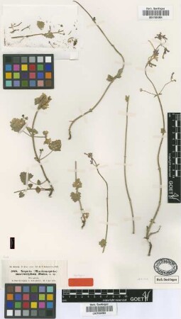 Nepeta macrosiphon Boiss. [syntype]