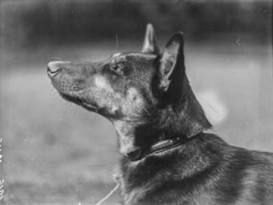 Deutscher Schäferhund : Portrait eines Schäferhundes, Profil.