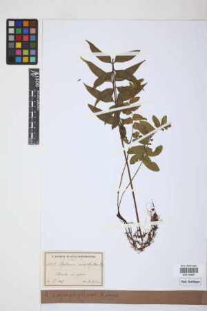 Asplenium anisophyllum Kunze