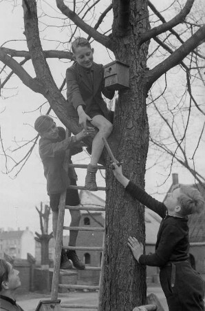 Schüler mit einem Vogel-Nistkasten : Schüler beim Anbringen des Nistkastens an einem Baum