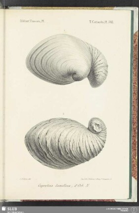 Pl. 583