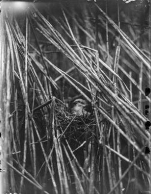 Neuntöter : Neuntöter (Lanius collurio) oder Rotrückenwürger, Weibchen beim Brüten auf dem Nest.