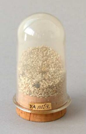 Röhrenglas mit Schneckengehäusen