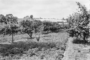 Orangenplantage : Blick durch die Bäume einer Orangenplantage