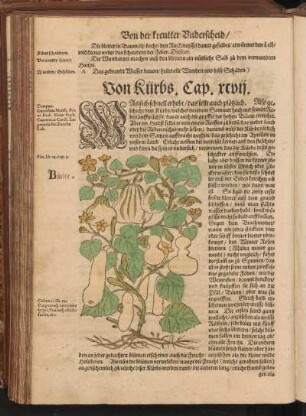 Von Kürbs, Cap. XCVII