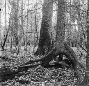 Bialowieza. Entstehung von Stelzenbäumen, über gestürztem Baum entstandener Stelzenbaum mit den letzten Resten des liegenden vermorschten Stammes