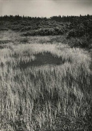 Erzgebirge. Böhmen. Kranichsee. Hochmoor mit Laubmoos (Drepanocladus fluitans), Moorblumenbinse, auch Blumenbinse (Scheuchzeria palustris) und Krummholz