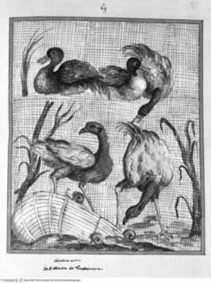 Nachzeichnungen von Bildwerken der Vigna Moroni und anderen Orten Roms, Wasservögel