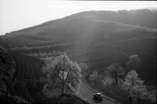Achkarren; Bickensohl: Straße zwischen Achkarren und Bickensohl