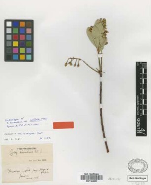 Jacquinia aurantiaca W.T.Aiton var. latifolia Mez