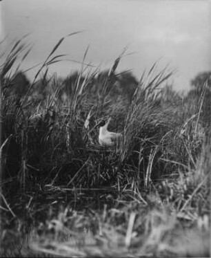 Lachmöwe : Lachmöwe (Chroicocephalus ridibundus Linnaeus) auf dem Nest.