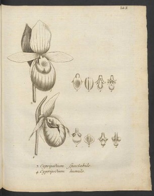 Tab. II. 3. Cypripedium spectabile. 4. Cypripedium humile
