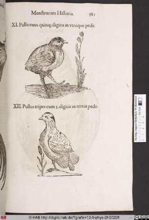 Pullicenus quinq digitis in utroque pede / Pullus tripes cum 5. digitis in tertio pede.