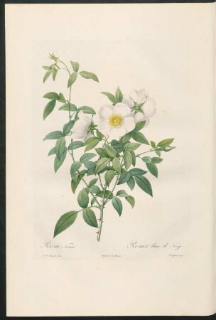 Rosa Nivae. Rosier blanc de Neige. Langlois sculp.