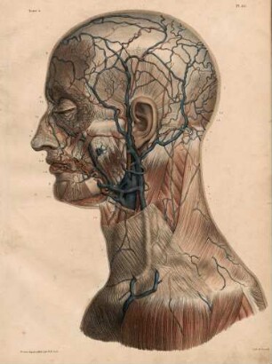 Obere Venene und Arterien an Gesicht und Hals