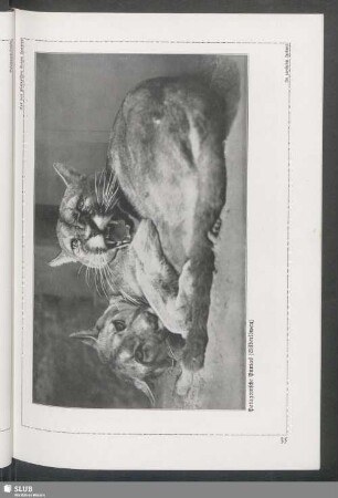 Patagonische Pumas (Silberlöwen)