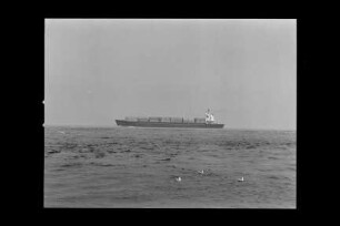 Atlantic Swan ex Black Swan (1969), Containershiff, Reederei Gerhard Schepers, Hamburg, Bau-Nr. 333