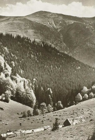 Schafweise in der Mala Fatra : Reproduktion nach Fotografie (Fotograf unbekannt)