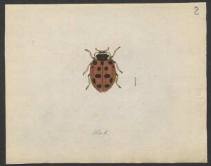 Coccinella (Scymnus). Cassida. Strongylus. Eumolpus. pag. 112. nro. 15 - pag. 116.