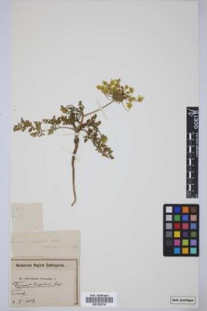 Daucus hispidus Desf.