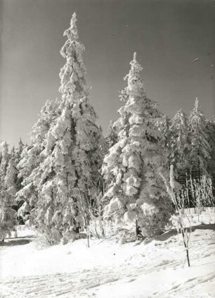 Osterzgebirge. Kahleberggebiet. Zwei Einzelfichten auf einer Waldlichtung mit starker Schneedecke