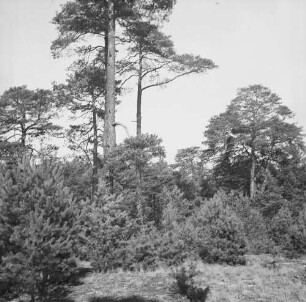 Naturverjüngung : Naturverjüngung im Kiefernwald