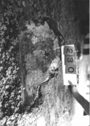Grabstein 230 (Index: 99799965) Material: Sandstein Zustand: Stele abgebrochen, verwittert Maße HxBxT: 50x92x12 cm Beschreibung: Stelerest, Stele abgebrochen: Grabstein 230