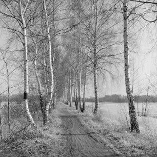 Landschaftsbild. Frühling im Spreewald. Leiper Weg. Heuschober. Die Wiesen sind überschwemmt. : Wobraz krajiny. Nalěćo w Błótach. Puć w Lipjem. Kopjena (Stogi). Łuki su přepławjene.