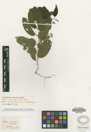 Celtis aculeata Sw. var. Griseb. serrata[holotype]