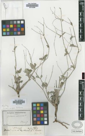 Boerhavia paniculata Lam.