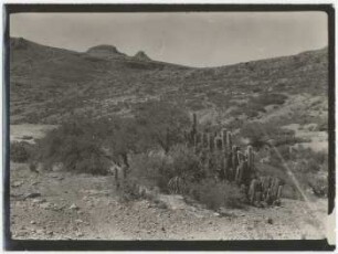 Trockendornbusch bei Candelaria in der Gegend von Sucre