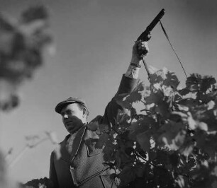 Archivfotografie "arbeit_wein_lese_11226"