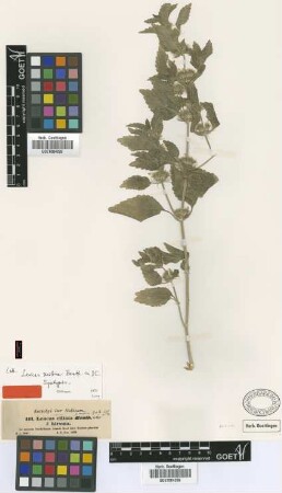 Leucas ciliata Benth. var. Not on sheet hirsuta