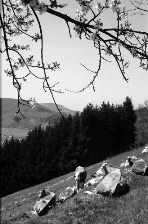 Raitbach: Weidende Kühe unter Blüten
