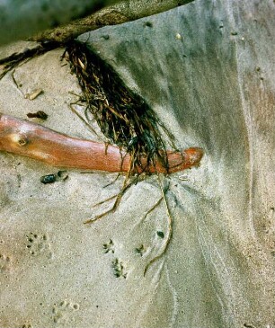 Ahrenshoop. Treibholz mit Seegras am Sandstrand