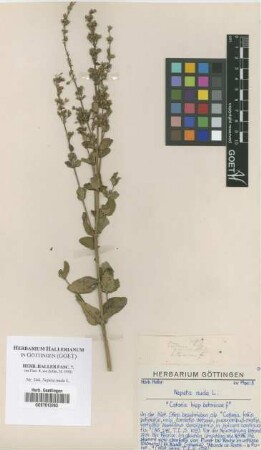 Nepeta nuda L.