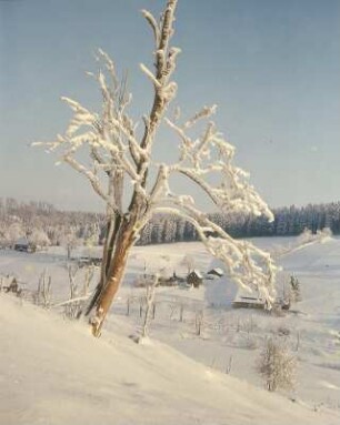 Rehefeld. Ortsteilansicht mit Bäumen im Raureif