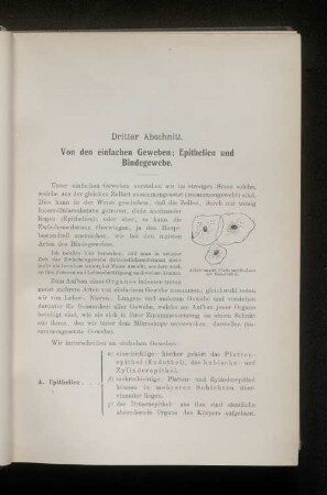 Dritter Abschnitt. Von den einfachen Geweben; Epithelien und Bindegewebe.