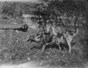Deutsche Schäferhunde bei der Paarung : Die deutschen Schäferhunde Pascha und Frigga bei der Paarung.