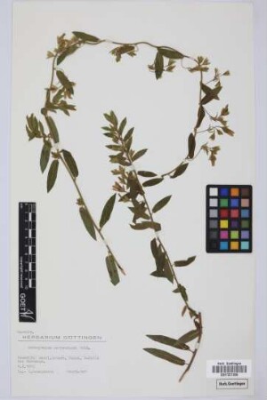 Convolvulus perraudieri Coss.