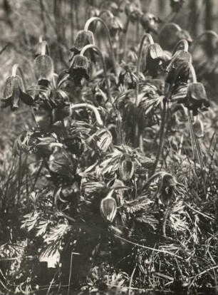 Wiesen-Kuhschelle (Pulsatilla pratensis), auch Wiesen-Küchenschelle und Schwarz-Küchenschelle. Wachtelberg südlich Wurzen