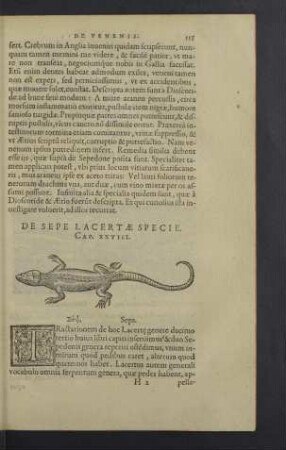 De sepe lacertae specie. Cap. XXVIII.