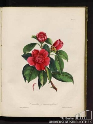 Camellia j. anemoniflora