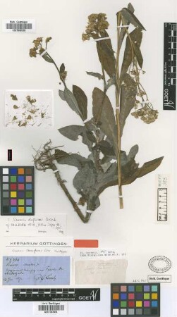 Senecio stenopterus Griseb. [holotype]