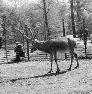 Zootiere. Rotwild im Bast