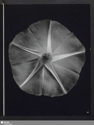 Ipomoea [Pharbitis] imperialis (praecox), Blütenknospen der blauen Kaiserwinde, abgeschnitten und von hinten aufgenommen