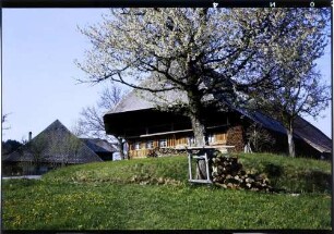 Fröhnd: Blütenbaum mit altem Schwarzwaldhaus
