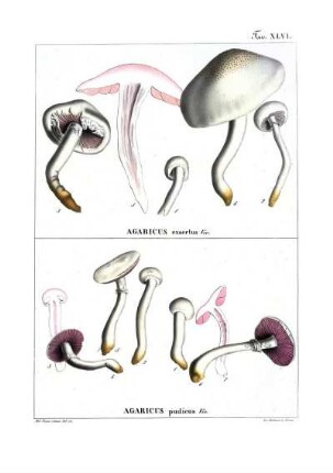 Tav. XLVI. Agaricus exsertus Viv. - Agaricus pudicus Viv.