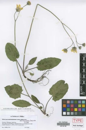 Hieracium parvimaculatum Joch.Mull. [isotype]